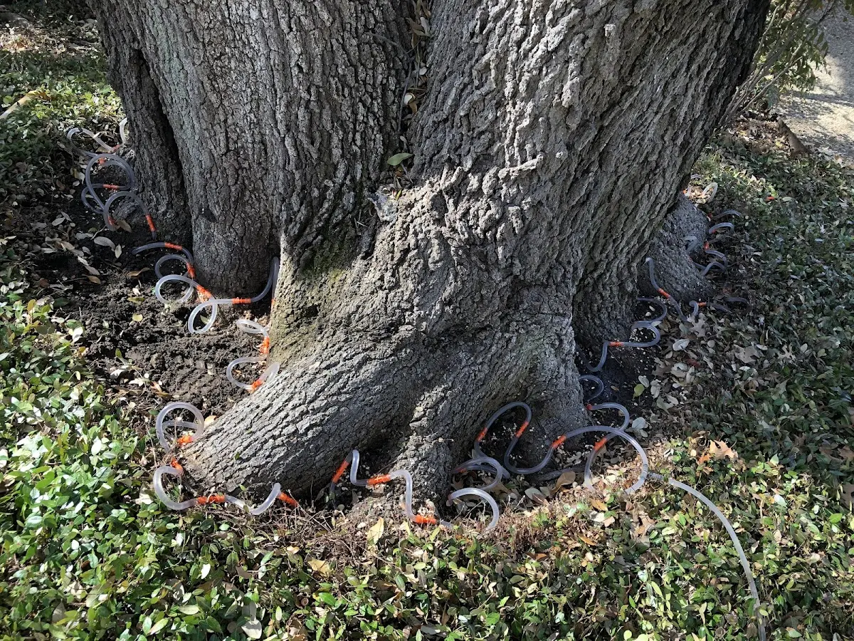 Detailed Tree Cabling and Bracing job site in Parkers Lake