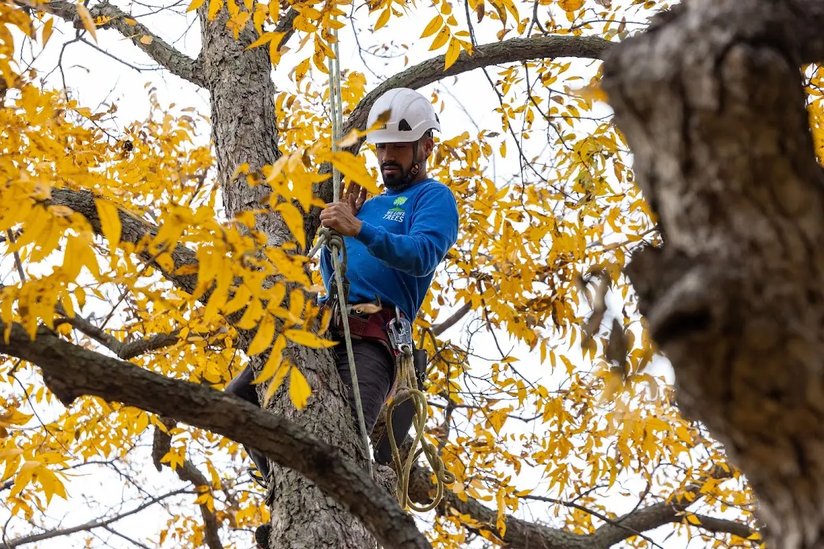Skilled Tree Pruning crew working in Parkers Lake